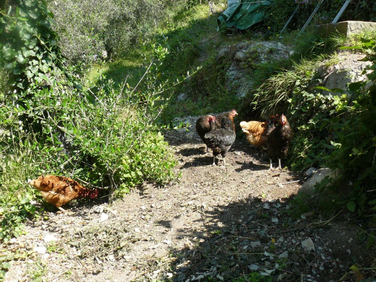 La Ferme Des Cailletiers Chez Marco Villa Luceram ภายนอก รูปภาพ